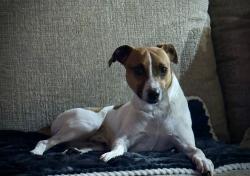 Found/Stray Male Dog last seen Misson Road, Stilwell, KS 66085