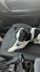 Found/Stray Male Dog last seen Cross Creek apmts , Indianapolis, IN 46254