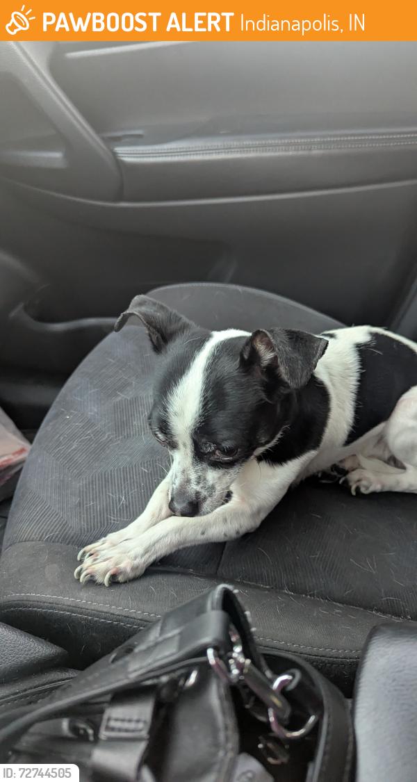Found/Stray Male Dog last seen Cross Creek apmts , Indianapolis, IN 46254
