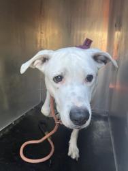 Shelter Stray Female Dog last seen Near BLOCK S JORDAN CANAL RD, TAYLORSVILLE UT 84129, Salt Lake City, UT 84120