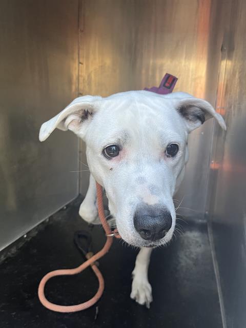 Shelter Stray Female Dog last seen Near BLOCK S JORDAN CANAL RD, TAYLORSVILLE UT 84129, 4522 W 3500 S, West Valley City, UT 84120, USA
