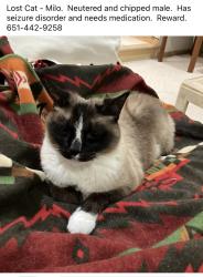 Lost Male Cat last seen Cloman Path and Conrad Ave, Inver Grove Heights, MN 55076