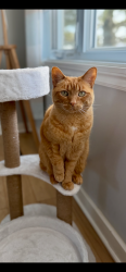 Lost Female Cat last seen Rue Charlebois, rue Vinet, Vaudreuil-Dorion, QC J7V