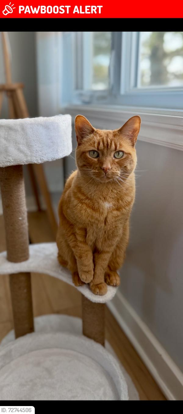 Lost Female Cat last seen Rue Charlebois, rue Vinet, Vaudreuil-Dorion, QC J7V