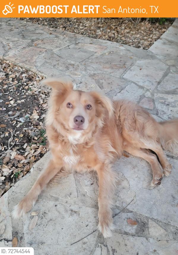 Found/Stray Unknown Dog last seen Copperfield & Reed, San Antonio, TX 78251