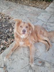 Found/Stray Unknown Dog last seen Copperfield & Reed, San Antonio, TX 78251