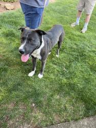 Found/Stray Male Dog last seen 82nd Ave , Salem, OR 97317