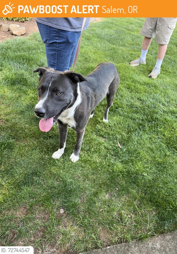 Found/Stray Male Dog last seen 82nd Ave , Salem, OR 97317