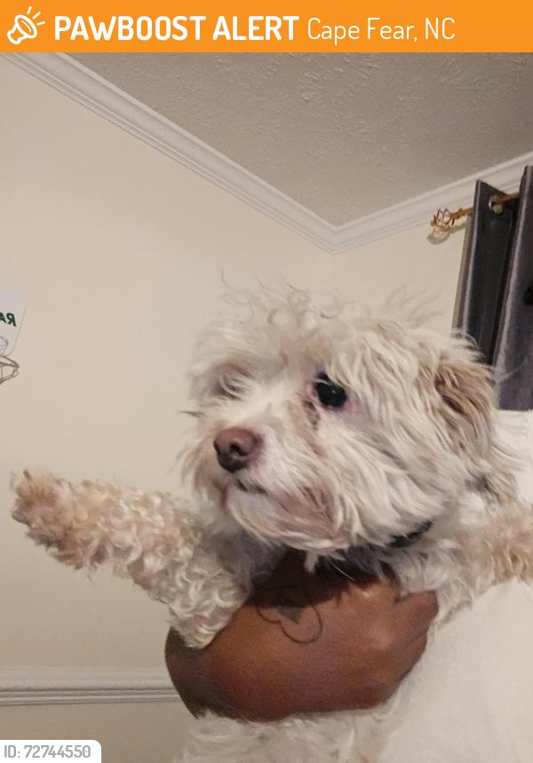 Found/Stray Female Dog last seen Turnbull rd , Cape Fear, NC 28312
