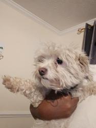 Found/Stray Female Dog last seen Turnbull rd , Cape Fear, NC 28312