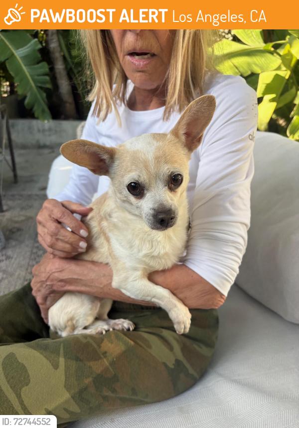Found/Stray Female Dog last seen crescent heights blvd, 90048, Los Angeles, CA 90046