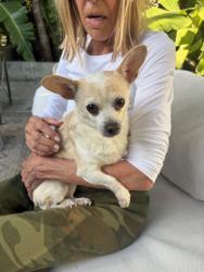 Found/Stray Female Dog last seen crescent heights blvd, 90048, Los Angeles, CA 90046