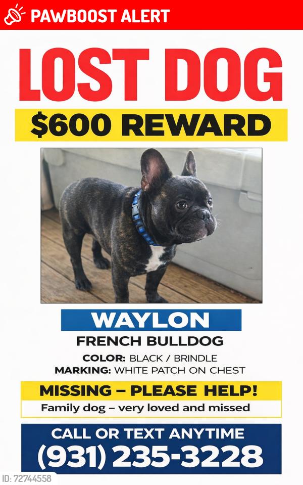 Lost Male Dog last seen Northcutts cove rd , Beersheba Springs, TN 37305