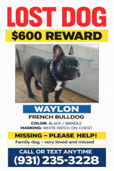 Lost Male Dog last seen Northcutts cove rd , Beersheba Springs, TN 37305