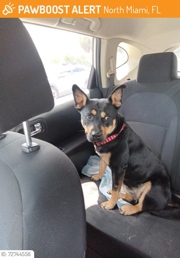 Found/Stray Female Dog last seen AutoZone corner of West Dixie, North Miami, FL 33161