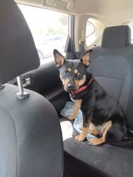 Found/Stray Female Dog last seen AutoZone corner of West Dixie, North Miami, FL 33161