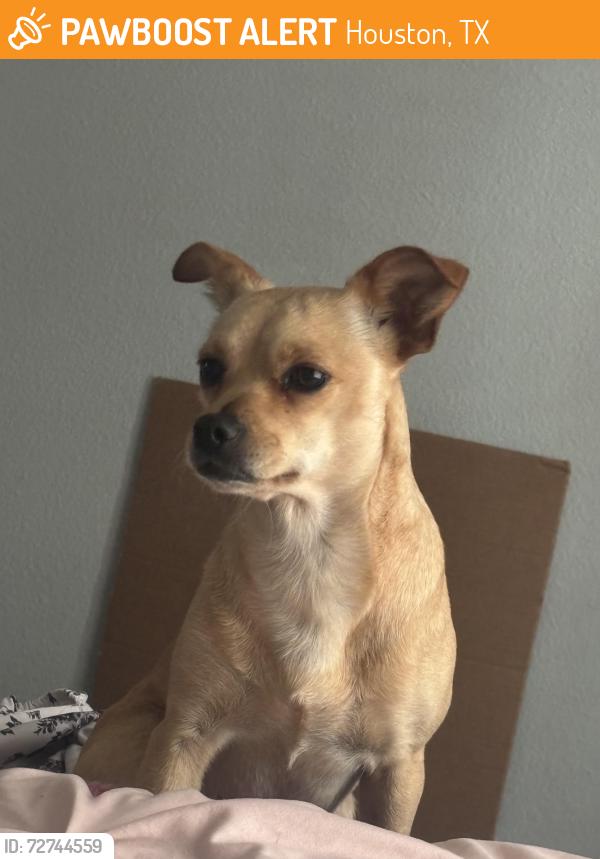 Found/Stray Female Dog last seen Near Danfield Dr, Houston, TX 77047