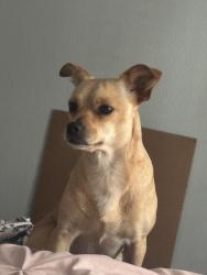 Found/Stray Female Dog last seen Near Danfield Dr, Houston, TX 77047