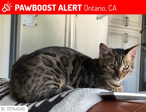 Lost Female Cat last seen Ontario Blvd., Ontario Ranch, Ontario, CA 91761