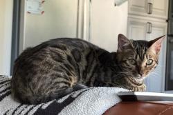 Lost Female Cat last seen Ontario Blvd., Ontario Ranch, Ontario, CA 91761