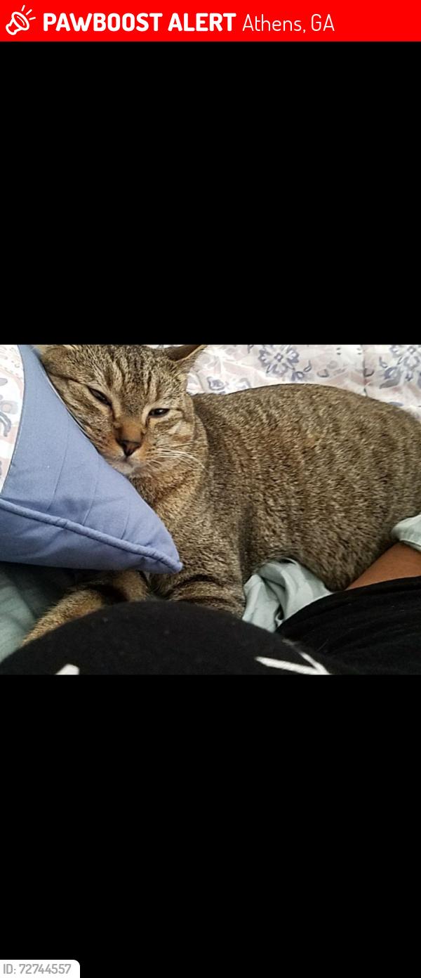 Lost Male Cat last seen Jefferson River Rd, Athens, GA 30607