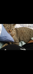 Lost Male Cat last seen Jefferson River Rd, Athens, GA 30607