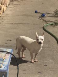 Lost Male Dog last seen Cave creek and union hills, Phoenix, AZ 85032