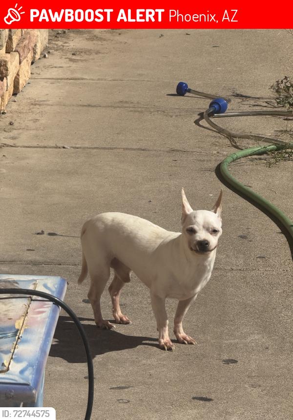 Lost Male Dog last seen Cave creek and union hills, Phoenix, AZ 85032