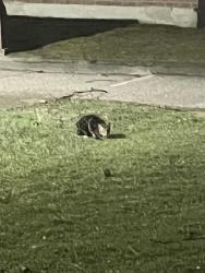 Found/Stray Unknown Cat last seen Sherobee road Mississauga , Mississauga, ON L5A