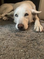 Lost Female Dog last seen Burger King on Saratoga and airline, Corpus Christi, TX 78414