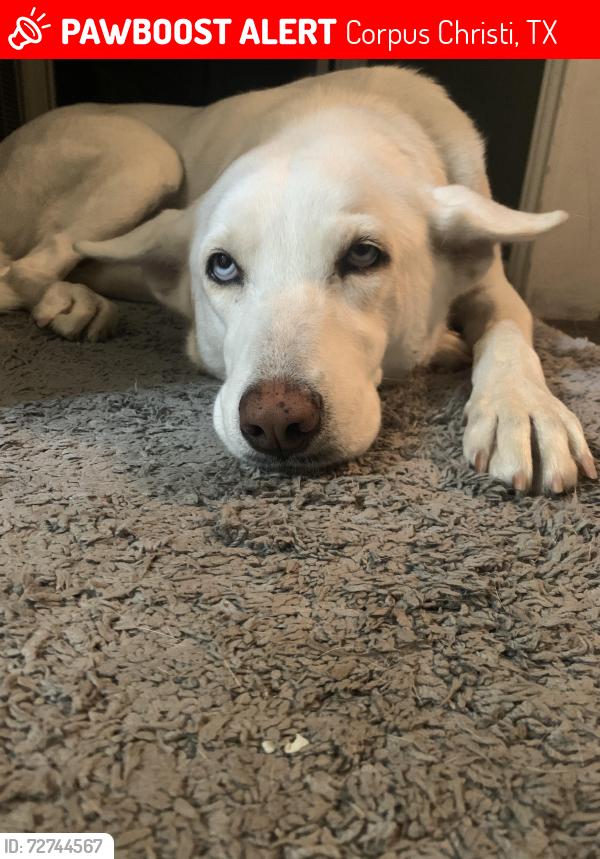 Lost Female Dog last seen Burger King on Saratoga and airline, Corpus Christi, TX 78414