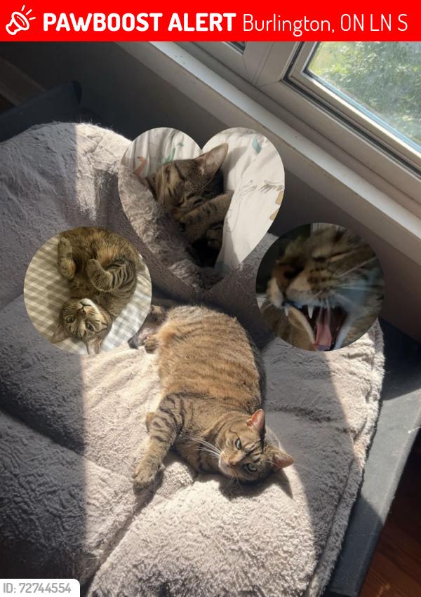 Lost Male Cat last seen assumption highschool, Burlington, ON L7N 2S7