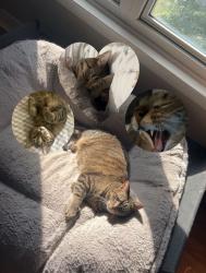 Lost Male Cat last seen assumption highschool, Burlington, ON L7N 2S7