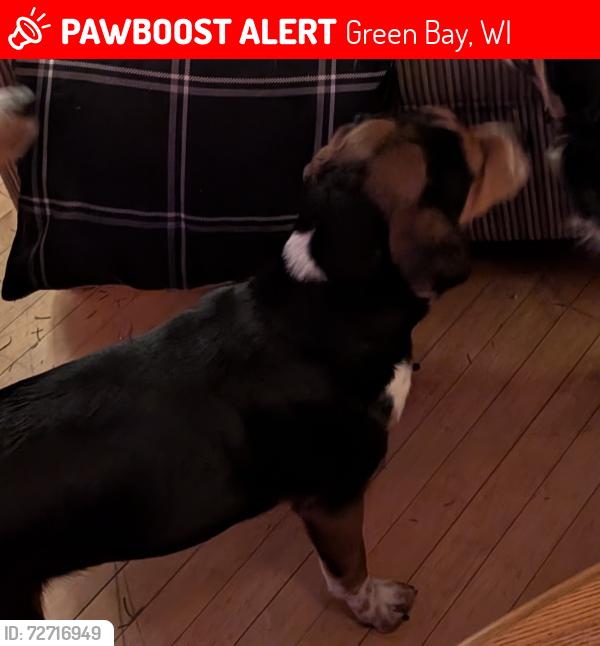 Lost Female Dog last seen Velp & Atkincon, Green Bay, WI 54303
