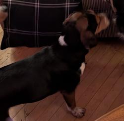 Lost Female Dog last seen Velp & Atkincon, Green Bay, WI 54303