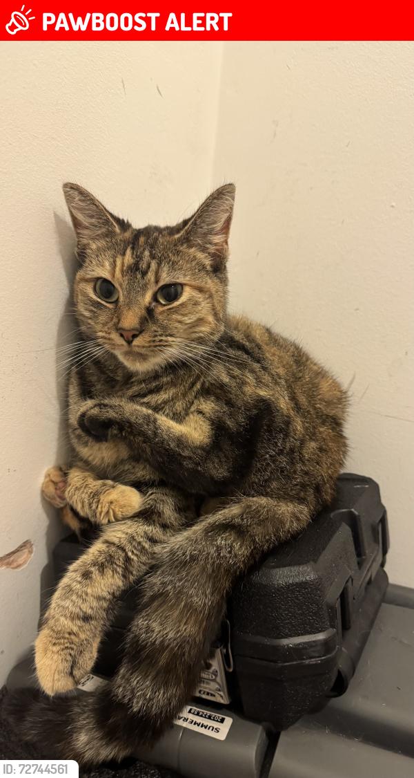 Lost Female Cat last seen Mitcham, Greater London, England CR4 3FE