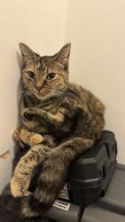 Lost Female Cat last seen Mitcham, Greater London, England CR4 3FE