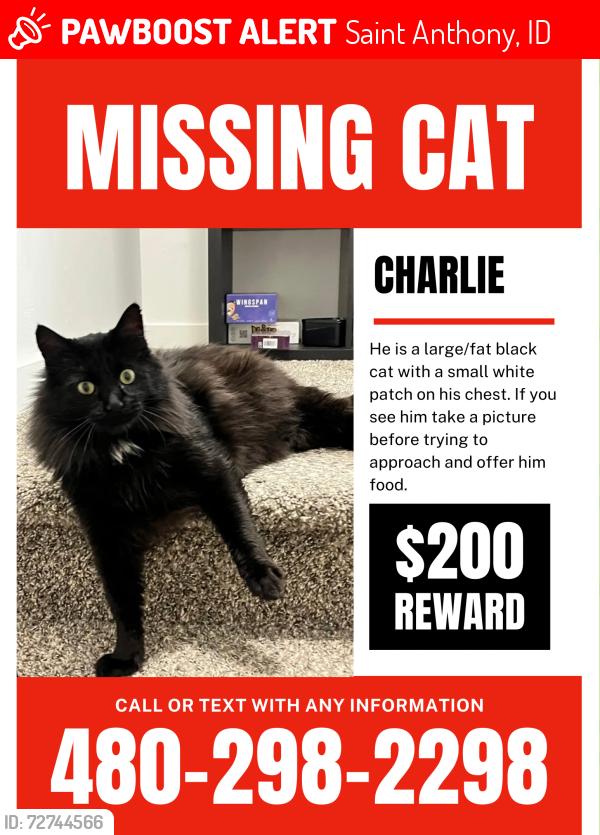 Lost Male Cat last seen Near kit circle St Anthony, Saint Anthony, ID 83445