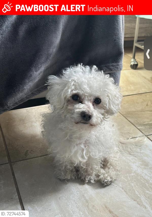 Lost Male Dog last seen Keystone and 30th street , Indianapolis, IN 46218