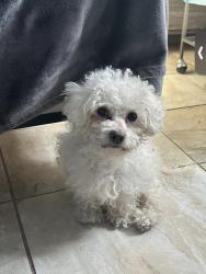 Lost Male Dog last seen Keystone and 30th street , Indianapolis, IN 46218