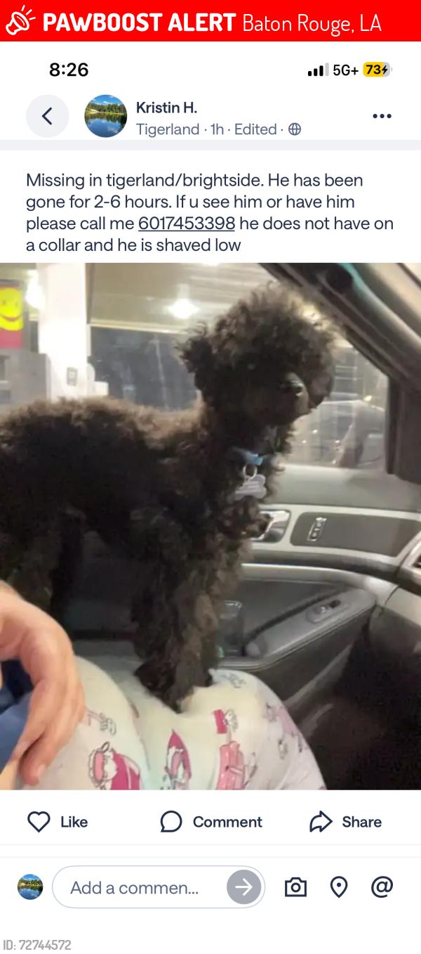 Lost Male Dog last seen Brightside and brightside view dr, Baton Rouge, LA 70820