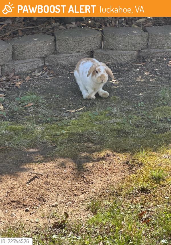 Found/Stray Unknown Rabbit last seen Bronwood Rd Henrico VA 23229, Tuckahoe, VA 23229