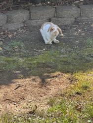 Found/Stray Unknown Rabbit last seen Bronwood Rd Henrico VA 23229, Tuckahoe, VA 23229