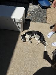 Found/Stray Female Dog last seen Arcadia and Broken Bow Dr, Fort Worth, TX 76137