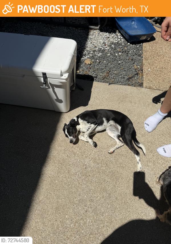Found/Stray Female Dog last seen Arcadia and Broken Bow Dr, Fort Worth, TX 76137