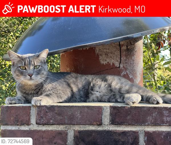 Lost Female Cat last seen dougherty ferry and Bedford Oaks near Kirkwood high school, Kirkwood, MO 63122