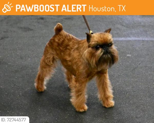 Found/Stray Unknown Dog last seen Fossil Valley Lane, Houston, TX 77433