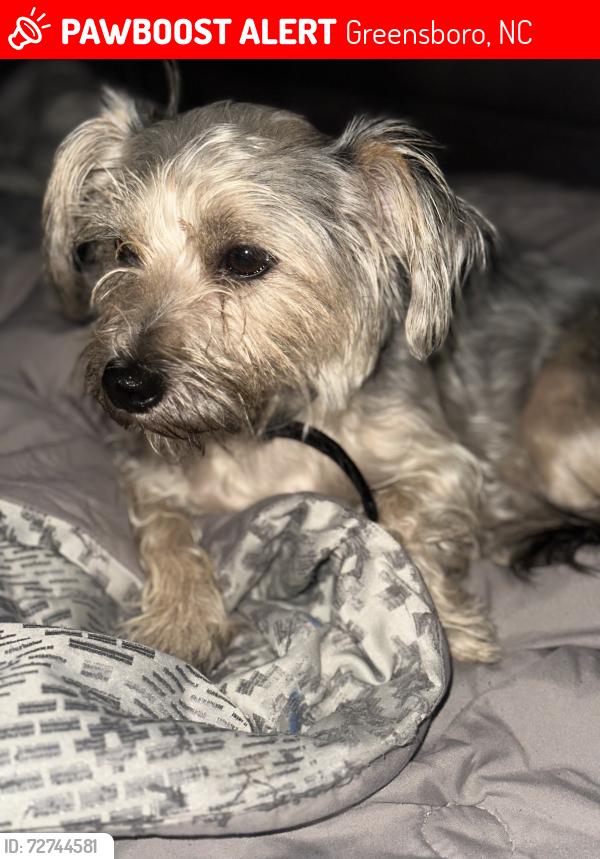 Lost Male Dog last seen Buchanan Church Road, Greensboro, NC 27405