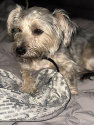Lost Male Dog last seen Buchanan Church Road, Greensboro, NC 27405