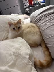 Lost Male Cat last seen Cunningham Lane - Noons Creek, Port Moody, BC V3H